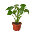 Philodendron Monstera Split-Leaf - 4 Inch Pot - NURSERY POT ONLY