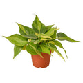 Philodendron Brasil - 4 Inch Pot - NURSERY POT ONLY