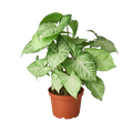 Syngonium White Butterfly - 6 Inch Pot - NURSERY POT ONLY