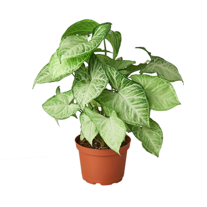 Syngonium White Butterfly - 6 Inch Pot - NURSERY POT ONLY
