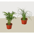 2 Palm Variety Pack / 4 Inch Pots / Live Plant / House Plant
