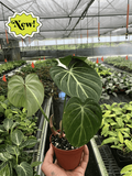 Philodendron Gloriosum Zebra