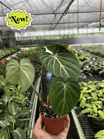 Philodendron Gloriosum Zebra