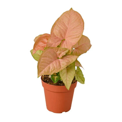 Syngonium Strawberry - 4 Inch Pot - NURSERY POT ONLY