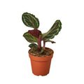 Calathea Roseopicta Medallion - 6 Inch Pot - NURSERY POT ONLY