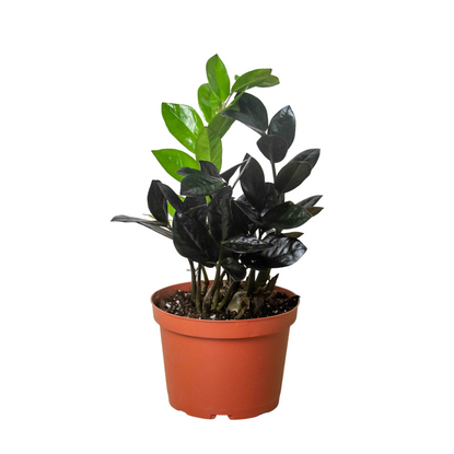 ZZ Zamioculcas Black Queen