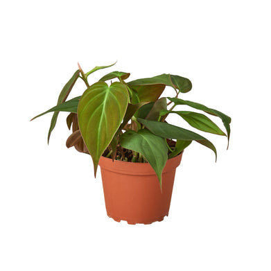 Philodendron Velvet - 4 Inch Pot - NURSERY POT ONLY