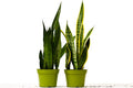 2 Snake (Sansevieria) Plant Variety Pack - 6 Inch Pot