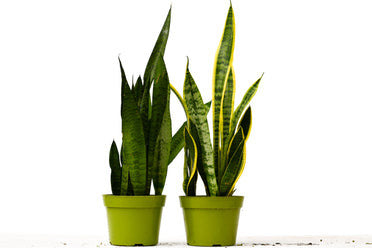 2 Snake (Sansevieria) Plant Variety Pack - 6 Inch Pot