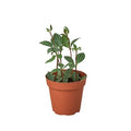 Peperomia Parallel - 4 Inch Pot - NURSERY POT ONLY