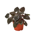 Peperomia Ripple Red - 4 Inch Pot - NURSERY POT ONLY