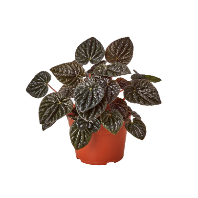 Peperomia Ripple Red - 4 Inch Pot - NURSERY POT ONLY