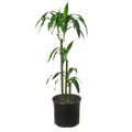 Dracaena Elegance - 10 Inch Pot