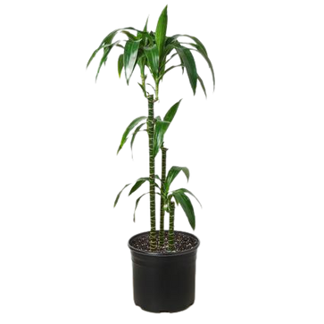 Dracaena Elegance - 10 Inch Pot