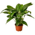 Spathiphyllum Peace Lily - 6 Inch Pot - NURSERY POT ONLY