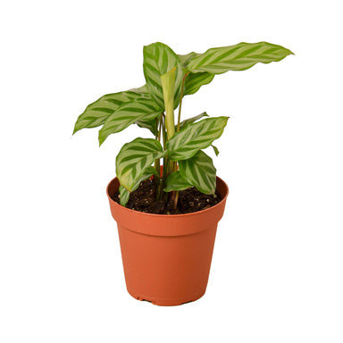 Calathea Concinna Freddie - 4 Inch Pot - NURSERY POT ONLY