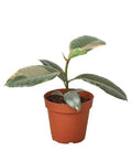 Ficus Elastica Ruby Pink - 4 Inch Pot - NURSERY POT ONLY