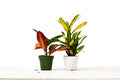 2 Croton Variety Pack - 4 Inch Pot