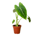 Alocasia Micholitziana Frydek