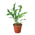 Fern Blue Star - 4 Inch Pot - NURSERY POT ONLY