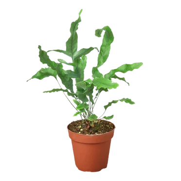 Fern Blue Star - 4 Inch Pot - NURSERY POT ONLY