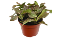 Fittonia Pink