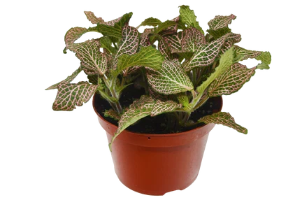 Fittonia Pink