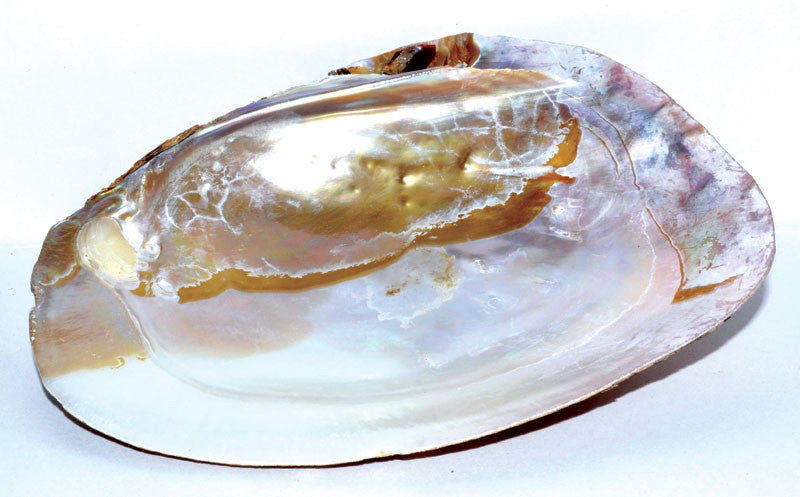 6" Shell incense Burner