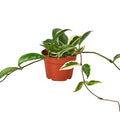 Hoya Carnosa Tricolor - 4 Inch Pot - NURSERY POT ONLY