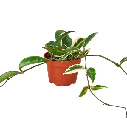 Hoya Carnosa Tricolor - 4 Inch Pot - NURSERY POT ONLY