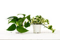 2 Pothos Variety Pack - 4 Inch Pot