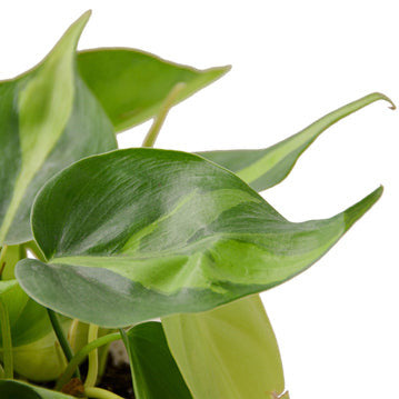 Philodendron Brasil - 6 Inch Pot - NURSERY POT ONLY