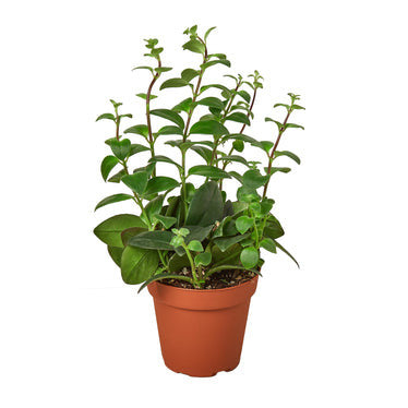 Lipstick Plant - 4 Inch Pot - NURSERY POT ONLY