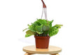 Maranta Leuconeura - 6 Inch Pot - NURSERY POT ONLY