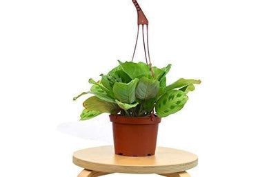 Maranta Leuconeura - 6 Inch Pot - NURSERY POT ONLY