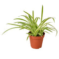 Spider Plant Reverse - 4 Inch Pot - NURSERY POT ONLY