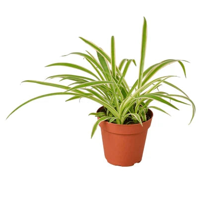 Spider Plant Reverse - 4 Inch Pot - NURSERY POT ONLY