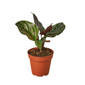 Calathea Ornata - 4 Inch Pot - NURSERY POT ONLY