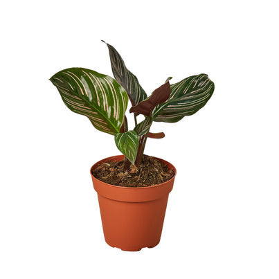 Calathea Ornata - 4 Inch Pot - NURSERY POT ONLY