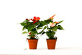 2 Anthurium Variety Pack - 4 Inch Pots