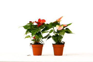 2 Anthurium Variety Pack - 4 Inch Pots