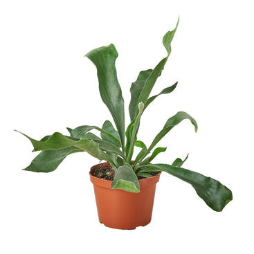Staghorn Fern - 6 Inch Pot - NURSERY POT ONLY