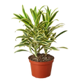 Dracaena Song of India - 6 Inch Pot - NURSERY POT ONLY