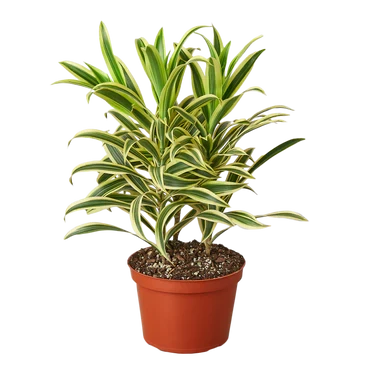Dracaena Song of India - 6 Inch Pot - NURSERY POT ONLY