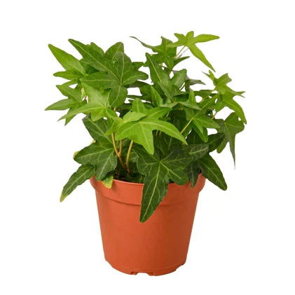 English Ivy Green California - 4 Inch Pot - NURSERY POT ONLY
