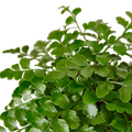 Austral Gem Fern - 6 Inch Pot - NURSERY POT ONLY