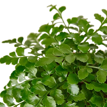 Austral Gem Fern - 6 Inch Pot - NURSERY POT ONLY