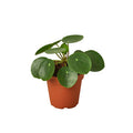 Pilea Peperomioides Chinese Money - 4 Inch Pot - NURSERY POT