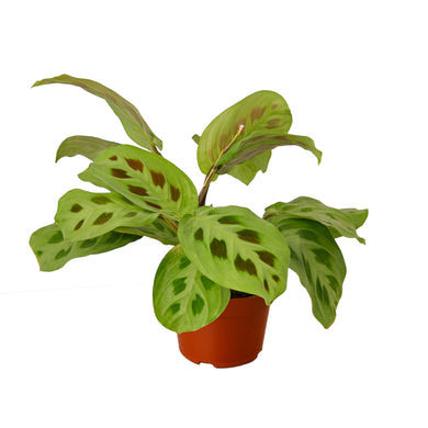 Maranta Leuconeura - 4 Inch Pot - NURSERY POT ONLY