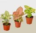 3 Different Syngonium Plants - Arrowhead Plants / 4 Inch Pot / Live Plant